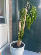 boom voor binnen, Tuin en Terras, Planten | Bomen, Ophalen of Verzenden, Volle zon, Overige soorten