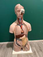 anatomisch model, Ophalen, Zo goed als nieuw