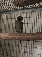 Derbyan pop, Dieren en Toebehoren, Vrouwelijk, Parkiet, Geringd