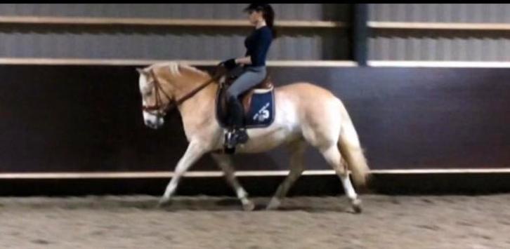 Bijrijder aangeboden, Dieren en Toebehoren, Paarden en Pony's | Verzorgingsproducten, Zo goed als nieuw, Ophalen of Verzenden