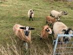 Maasduin ooi en drie kruisingen maasduin/black belly, Vrouwelijk, Schaap