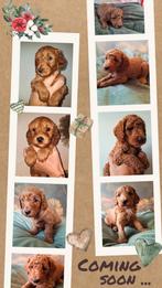 Labradoodle puppies .... coming soon!, Dieren en Toebehoren, Rabiës (hondsdolheid), Overige rassen, 8 tot 15 weken, Geslacht onbekend