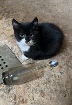 Nog 1 onwijs lieve kitten, Kater, Kortharig, 0 tot 2 jaar