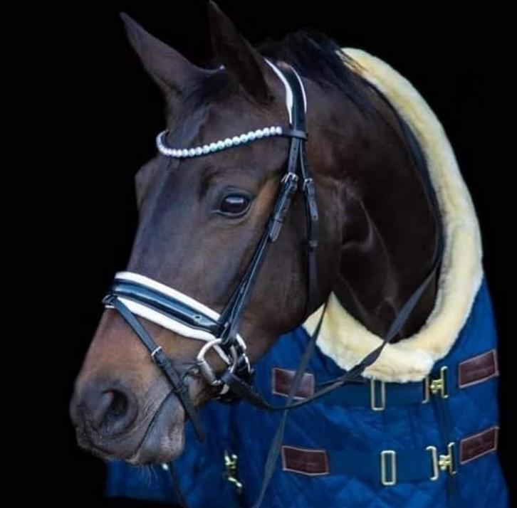 Leaser gezocht, Dieren en Toebehoren, Paarden en Pony's | Hoofdstellen en Tuigage, Ophalen of Verzenden
