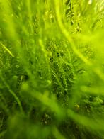 Javamos aquarium mos, Ophalen of Verzenden, Nieuw, Plant(en), Steen of Hout