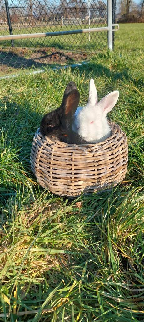 Duitse reus te koop!, Dieren en Toebehoren, Konijnen, Groot, Geslacht onbekend