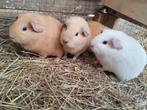 Jonge cavia's, Dieren en Toebehoren, Cavia, Mannelijk, December, Tam