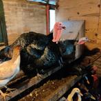 Kalkoenen (hanen), Dieren en Toebehoren, Pluimvee, Mannelijk, Kalkoen