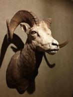 Uniek pronkstuk Steenschaap uit de Yukon. €975,-, Ophalen, Zo goed als nieuw, Wild dier, Opgezet dier