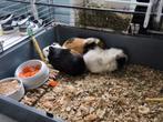 ​3 schattige beertjes cavia's., Cavia, Mannelijk, November, Tam