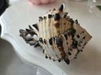 Decoratieve Schelp, Murex Black schelp, Ophalen of Verzenden, Overige typen