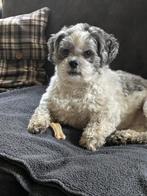Super lieve boomer (maltheser/shih tzu), Dieren en Toebehoren, CDV (hondenziekte), Eén hond, 3 tot 5 jaar, Nederland
