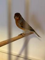 Rood agaat kamaries 2025, Dieren en Toebehoren, Vogels | Kanaries, Mannelijk, Kleurkanarie