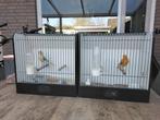 Gevraagt bastaarden en kanaries, Dieren en Toebehoren, Vogels | Kanaries