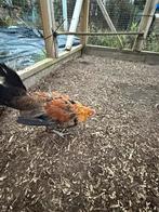 Drentse kriel haan, Mannelijk, Kip