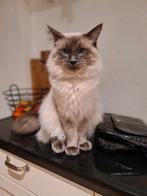 Dekkater Ragdoll/Maine Coon