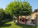 dakplataan, Tuin en Terras, Planten | Bomen, Volle zon, Winter, 100 tot 250 cm, Overige soorten