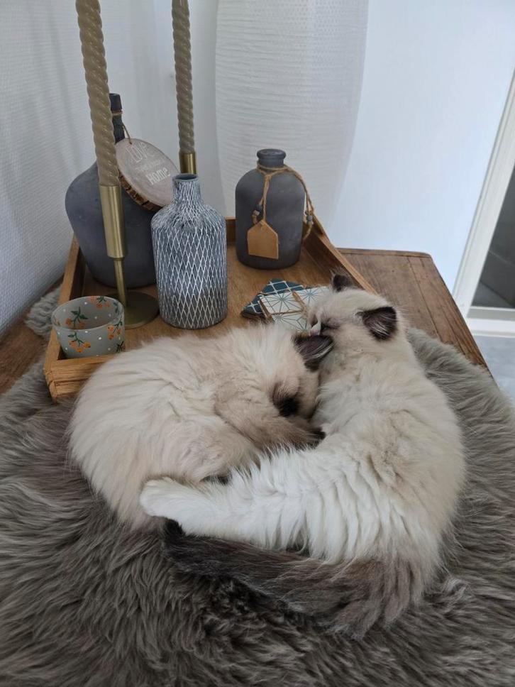 Raszuivere Ragdoll kittens met stamboom, Dieren en Toebehoren, Katten en Kittens | Raskatten | Langhaar, Met stamboom