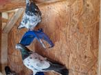 Pakistaanse ( koopel) hoogvligers, Dieren en Toebehoren, Vogels | Duiven, Meerdere dieren, Postduif