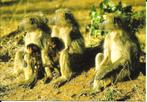 Ansichtkaart	Bavianen 	met jongen, Verzamelen, Ansichtkaarten | Dieren, Verzenden, 1960 tot 1980, Ongelopen, Wild dier
