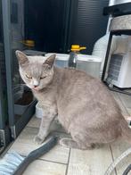 Britse korthaar zwanger, Dieren en Toebehoren, Katten en Kittens | Overige Katten, Poes, Kortharig, 3 tot 5 jaar