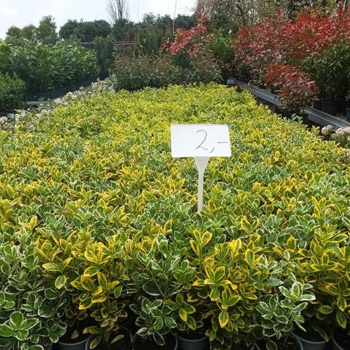 Euonymus, Tuin en Terras, Planten | Struiken en Hagen, Ophalen