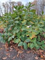 Grote hortensia, Tuin en Terras, Ophalen, Hortensia, Struik, Minder dan 100 cm