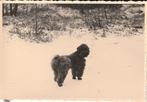 fotokaart  -   hond, Verzenden, Voor 1940, Zo goed als nieuw, Dier