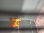 Koppel lutino opaline, Dieren en Toebehoren, Vogels | Kanaries, Meerdere dieren, Kleurkanarie
