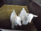 2 witte melkgeiten te koop. 12, Dieren en Toebehoren, Vrouwelijk, 0 tot 2 jaar, Geit