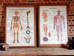 Schoolplaten medisch anatomisch, Antiek en Kunst, Antiek | Schoolplaten, Natuur en Biologie, Ophalen