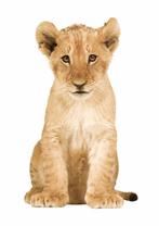 Muursticker Wandsticker Baby Leeuw KEK Amsterdam, Betuwestraat 25, 1079 PR, AMSTERDAM, Nieuw, KEK Amsterdam, Ophalen of Verzenden