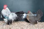 Prachtige Hollandse krielkippen, diverse kleurslagen!, Meerdere dieren, Kip