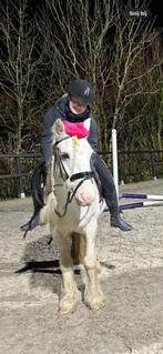 Bijrijder aangeboden/verzorgpaard gezocht, Dieren en Toebehoren, Paarden en Pony's | Verzorgingsproducten, Ophalen, Nieuw
