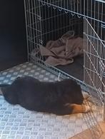 Hondenbench XL, Dieren en Toebehoren, Hondenbenches, Ophalen, Gebruikt