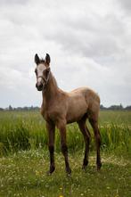 Mak merrieveulen Save zoekt mooi huisje, Dieren en Toebehoren, Paarden, Merrie, Minder dan 160 cm, Recreatiepaard, Gechipt