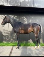 Prachtige dressuurmerrie, Dieren en Toebehoren, Merrie, Gechipt, Dressuurpaard, 3 tot 6 jaar