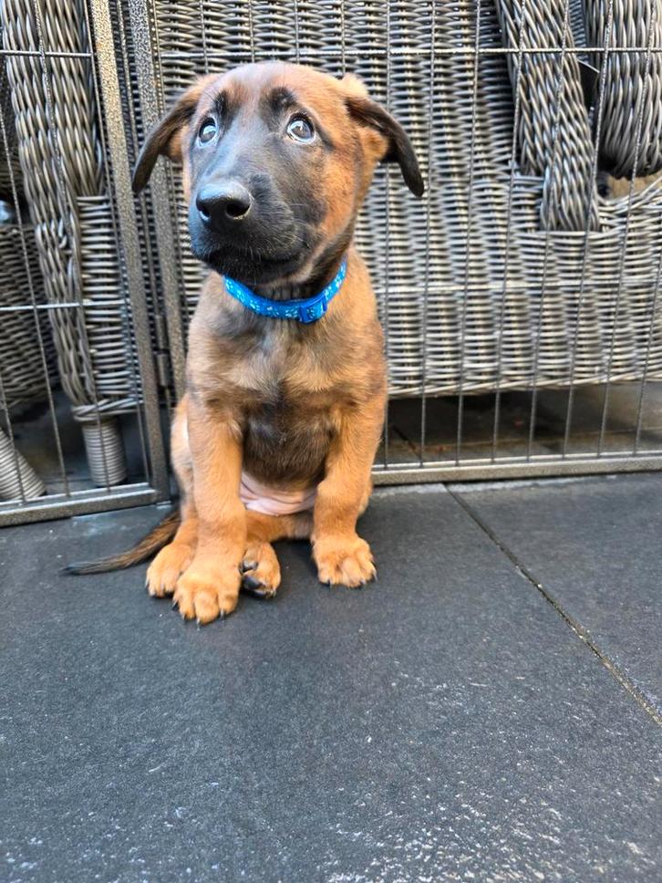 Mechelse herder pups  nog 1 teef  geb 4 okt ), Dieren en Toebehoren, Honden | Bulldogs, Pinschers en Molossers, Teef, Overige rassen