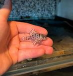 L236 SW Thin Line - Prachtige Meervallen!, Ophalen of Verzenden