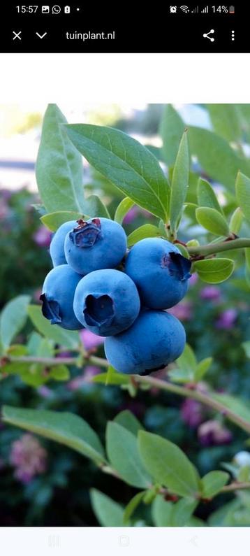 Diverse blauwe bessen struik vruchtdragend +/- 1 1/2 m hoog beschikbaar voor biedingen
