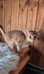 Abbesijn kittens beschikbaar 2 poesjes en 2 katertjes, Dieren en Toebehoren, Katten en Kittens | Raskatten | Korthaar, Meerdere dieren