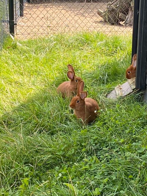 Raszuivere Rode Nieuw Zeelander konijnen, Dieren en Toebehoren, Konijnen, Middelgroot, Meerdere dieren, 0 tot 2 jaar
