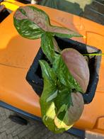 Syngonium Redspot Tricolor, Huis en Inrichting, Kamerplanten, Ophalen, Overige soorten, Minder dan 100 cm