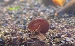 Notopala sp. Blue Berry, Dieren en Toebehoren, Vissen | Aquariumvissen, Slak of Weekdier, Zoetwatervis