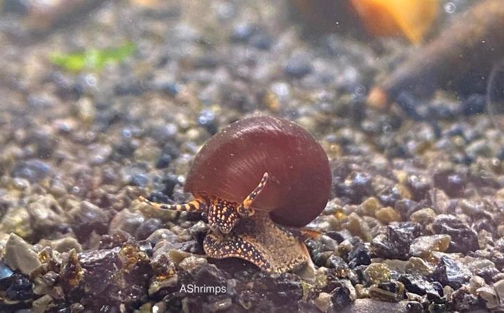 Notopala sp. Blue Berry, Dieren en Toebehoren, Vissen | Aquariumvissen, Zoetwatervis, Slak of Weekdier