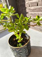 Crassula Ovata (Jadeplant) in pot, Overige soorten, Volle zon, Vaste plant, Ophalen of Verzenden
