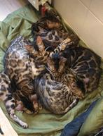 Bengaal kitten met stamboom not castrated yet, Dieren en Toebehoren