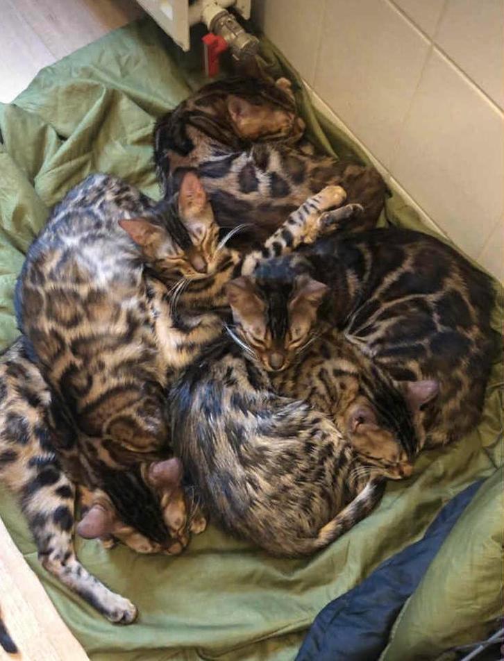 Bengaal kitten met stamboom not castrated yet, Dieren en Toebehoren, Katten en Kittens | Dekkaters