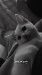 Gouden plek gezocht voor dit wit met zwarte vlekjes katertje, Dieren en Toebehoren, Katten en Kittens | Overige Katten, Kater