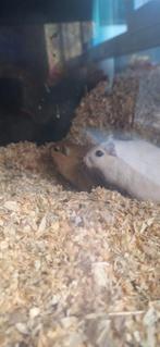 Gerbils, Dieren en Toebehoren, Knaagdieren, Vrouwelijk, Mei, Overige typen, Tam